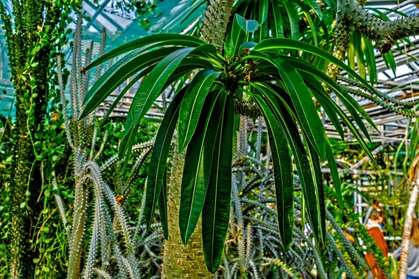 Pień Drzewa Kaktus Jego Liści — Zdjęcie stockowe