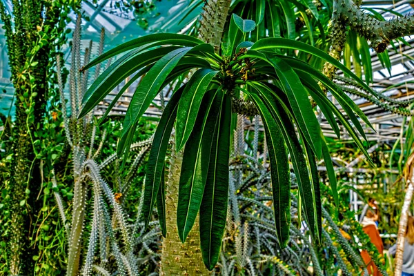 Trunk Cactus Tree Its Leaves — Stock Photo, Image