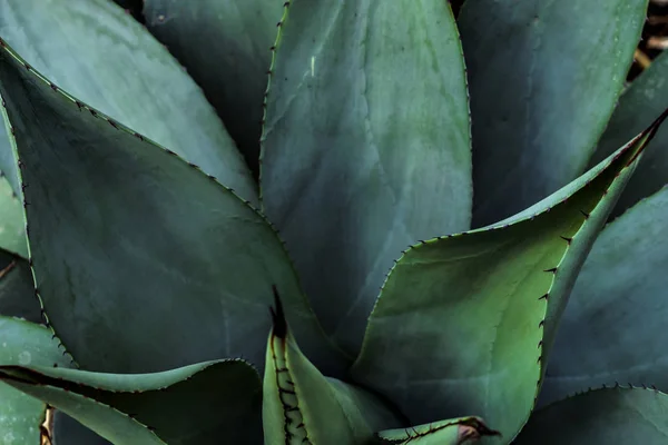 Agave türlerinden biri