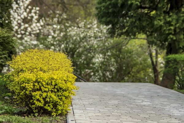 Forsythia çalılar şehir parkı parça boyunca büyümek