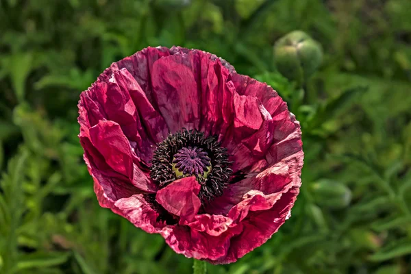 Red Flowers Poppy Close — Stock Photo, Image