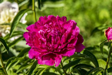 Çiçek closeup pembe şakayık