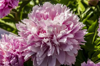 Çiçek closeup pembe şakayık