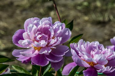 Çiçek closeup pembe şakayık