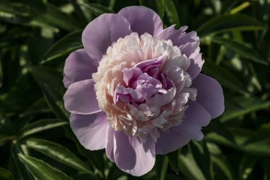 Çiçek closeup pembe şakayık