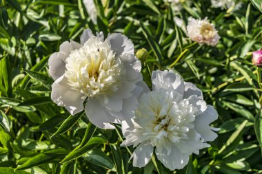 Çiçek yakın çekim beyaz şakayık