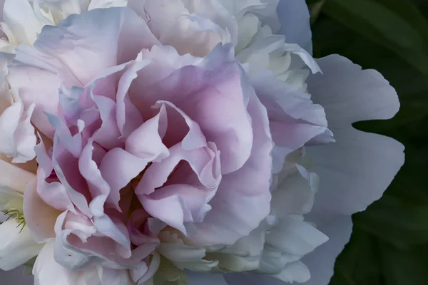 Die Rosa Pfingstrose Voller Blüte Nahaufnahme — Stockfoto