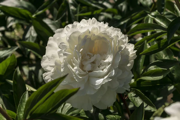 Белый Пион Цвету Крупным Планом — стоковое фото