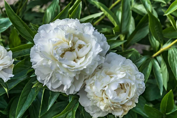 花の咲く白い芋クローズアップ — ストック写真