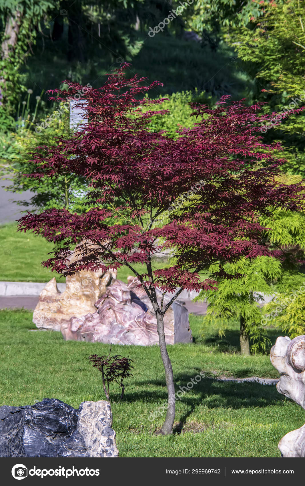 Small Tree Red Leaves Stock Photo Image By C Vekseller