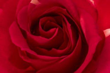 Gül yakın çekim kırmızı çiçek