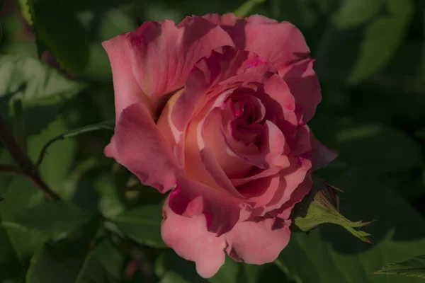 Pink Rose City Garden Closeup — Stock Photo, Image