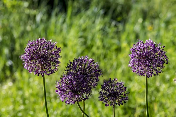 Velvet Flowers City Garden — Stock Photo, Image