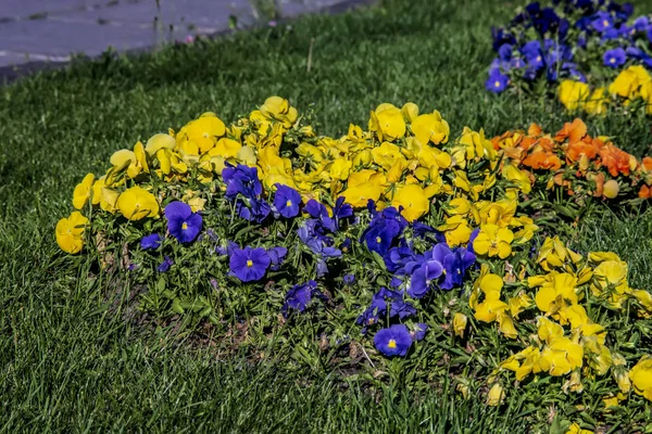 Yellow and blue violas in the city garden