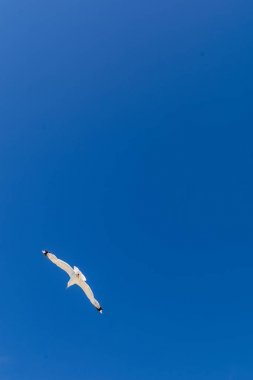 Martı mavi gökyüzünde uçuyor