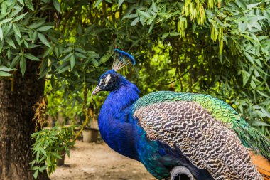 Hayvanat bahçesinde güzel tavus kuşu koltuklar