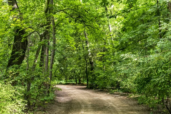 Dendrolojik parktaki yol