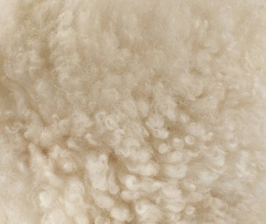 sheep wool, fragment, color and texture. clipart