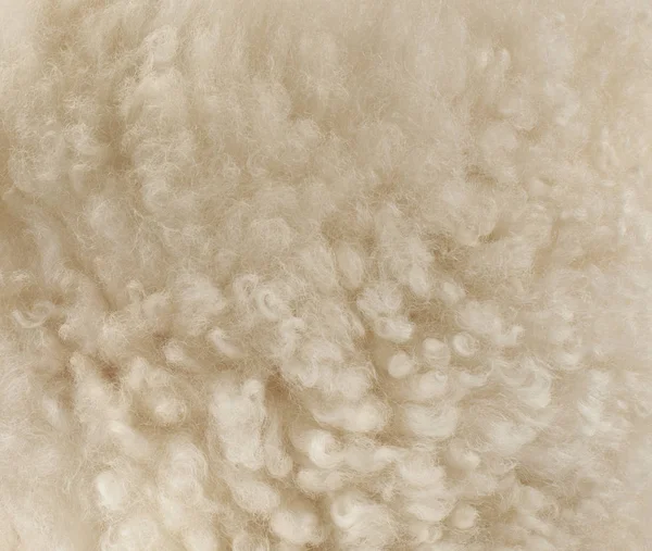 Sheep Wool Fragment Color Texture — Stock Photo, Image