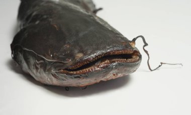 Füme balığı, makro çekim Başkanı.