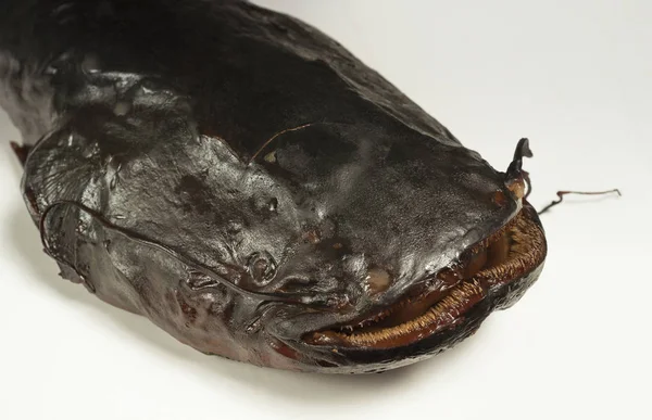 Füme balığı, makro çekim Başkanı.