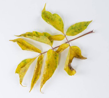 kavak, sayfası, makro, beyaz bir arka plan üzerinde.