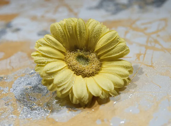 Flor Gerbera Amarelo Fundo Colorido Macro — Fotografia de Stock