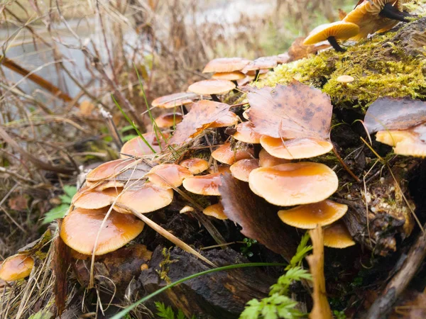 Взимку гриби по дереву, листопад краєвид, Росія. — стокове фото