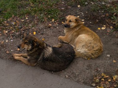 iki sokak köpekleri başıboş köpekler sorunları çim üzerinde yalan.