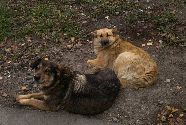 Dos Perros Callejeros Tendidos Hierba Los Problemas Los Perros Callejeros —  Fotos de Stock