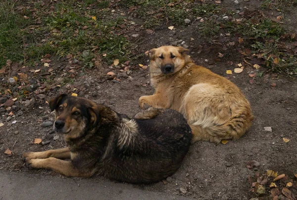 Iki Sokak Köpekleri Başıboş Köpekler Sorunları Çim Üzerinde Yalan Telifsiz Stok Fotoğraflar
