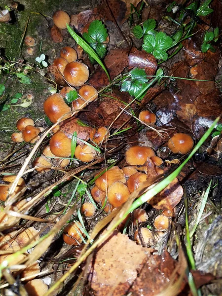 冬天蘑菇在树 11月风景 — 图库照片