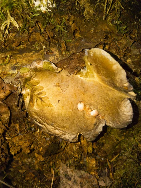 Пізня Осінь Росії Гриби Forest Pleurotus Pleurotus Pulmonarius — стокове фото