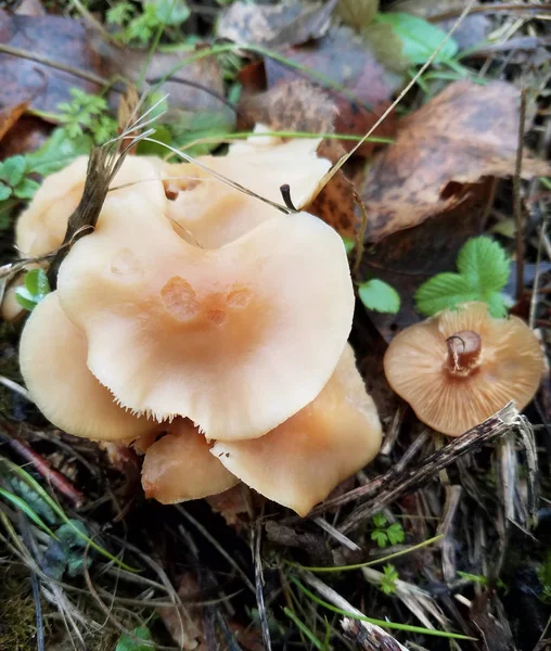 冬天蘑菇在树 11月风景 — 图库照片