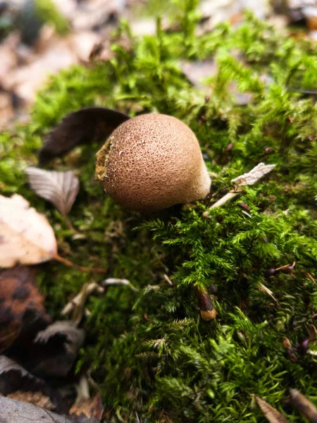 深秋在俄罗斯 蘑菇在森林里 — 图库照片