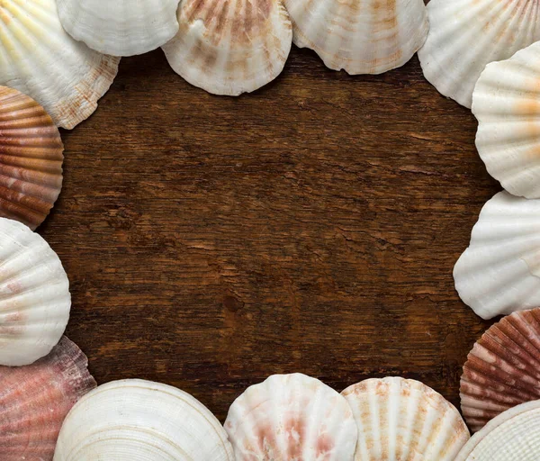 木の背景をした貝殻のフレーム — ストック写真
