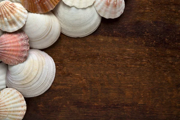 木の背景をした貝殻のフレーム — ストック写真