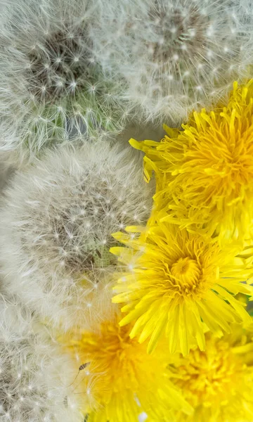 黄色と白のタンポポの花 はがき — ストック写真