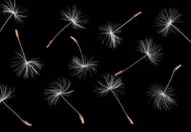 Siyah arka planda beyaz tüylü karahindiba tohumları. Kapat.