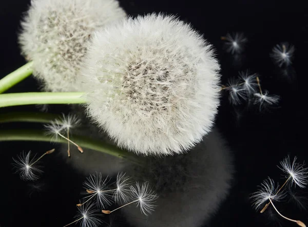 Beyaz Hava Çiçekleri Karahindiba Tohumları Siyah Ayna Arka Planında — Stok fotoğraf
