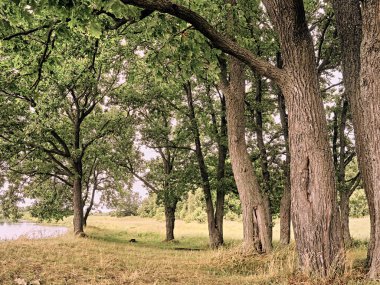 Nehir kenarındaki meşe ağaçları. Yaz manzarası