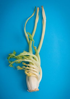 Turkuaz arka planda bir kereviz sapı. Yukarıdan görünüm