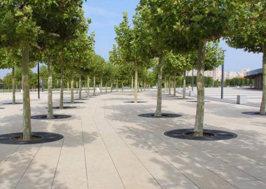 Sokakta parkta. Ağaçlar parkta ekilir. Park Krasnodar