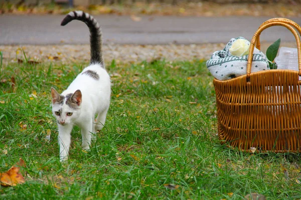 Cat with a basket for a picnic. The cat walks past the picnic baskets in the park. Picnic basket on the grass. rest in the city