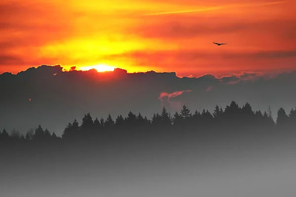 Восход Солнца Лесу Полет Птицы Туманное Утро Россия — стоковое фото