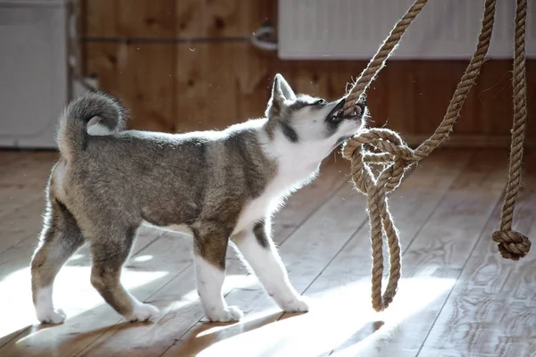 West Siberian Laika Perro Cachorro — Foto de Stock