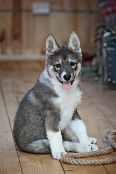 Laika Siberia Barat Anjing Anak Anjing — Stok Foto