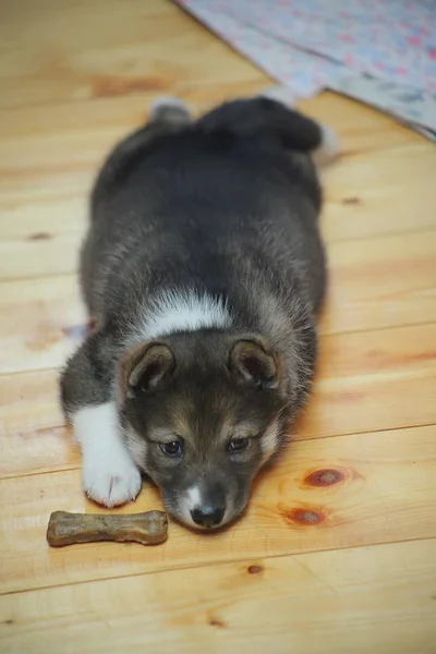 Westsibirische Laika Hund Welpe — Stockfoto