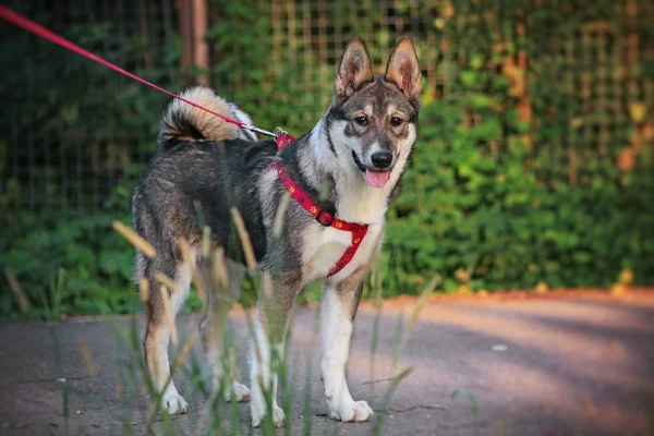 West Siberian Laika Perro Cachorro — Foto de Stock