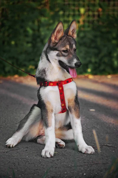 West Siberian Laika Perro Cachorro — Foto de Stock